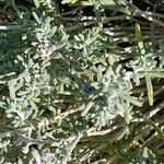 Teucrium dunense Hoja