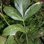 Paullinia pterocarpa Leaf