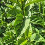 Stephanotis abyssinica Φύλλο