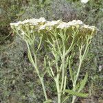Achillea cretica फूल