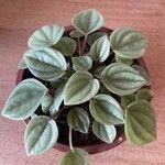 Peperomia albovittata ഇല