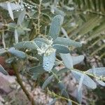 Eucalyptus globulus List