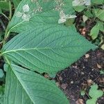 Hydrangea serrata Ліст