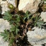 Potentilla neumanniana Hábitos