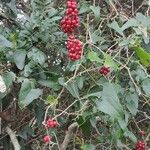 Smilax aspera Mbuma