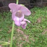 Eulophia bouliawongo Blüte