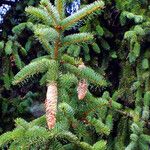 Picea abies পাতা