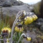 Senecio comosus