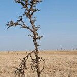 Vachellia drepanolobium Hàbitat