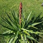 Yucca gloriosaFlors