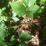 Rubus foliosus Blatt