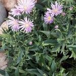 Symphyotrichum novi-belgii Цветок