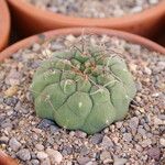 Matucana madisoniorum 葉