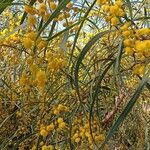 Acacia saligna Flors