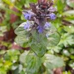 Ajuga reptansBlodyn