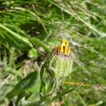 Senecio doronicum 花