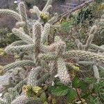 Cylindropuntia imbricata Buveinė