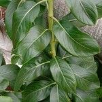 Catharanthus roseus List