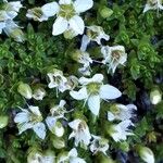 Arenaria biflora Kwiat