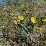 Rosa ecae Libunga