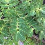 Albizia versicolor Leaf