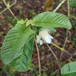 Psidium guajava Flor