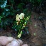 Pterocarpus officinalisFlor