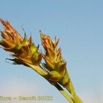 Carex brevicollis Diğer