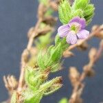 Stemodia durantifolia Other