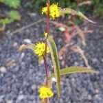 Solidago caesia برگ