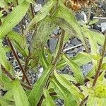 Buphthalmum salicifolium Hoja