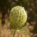 Daucus carotaOtro