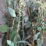 Pterocaulon alopecuroides Hoja