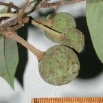 Annona papilionella 果實