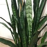 Sansevieria trifasciata পাতা