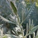 Lavandula stoechasList