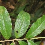 Erythroxylum macrophyllum Лист