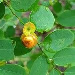 Breynia retusa Fruit