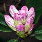 Rhododendron pachytrichum Λουλούδι