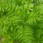 Cardamine impatiens Leaf