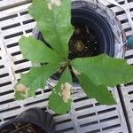 Quercus macrocarpa Φύλλο