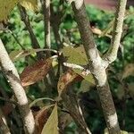 Syringa josikaea Bark