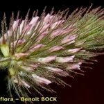 Trifolium ligusticum Egyéb