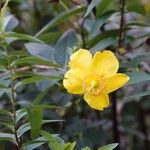 Hypericum × hidcoteense ফুল