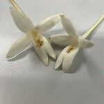 Millingtonia hortensis Fleur