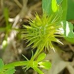 Medicago laciniata Frukt