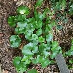 Galax urceolata Leaf