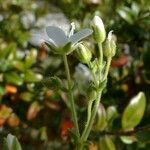 Arenaria ligericina Habit