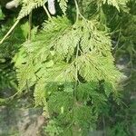 Davallia fejeensis Blatt
