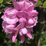 Robinia hispida Flor